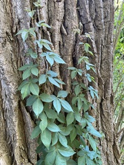 Parthenocissus quinquefolia