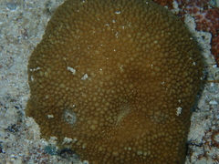 Hydnophora microconos