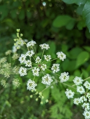 Cicuta maculata