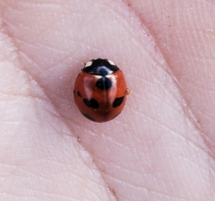 Coccinella monticola