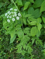 Cicuta maculata