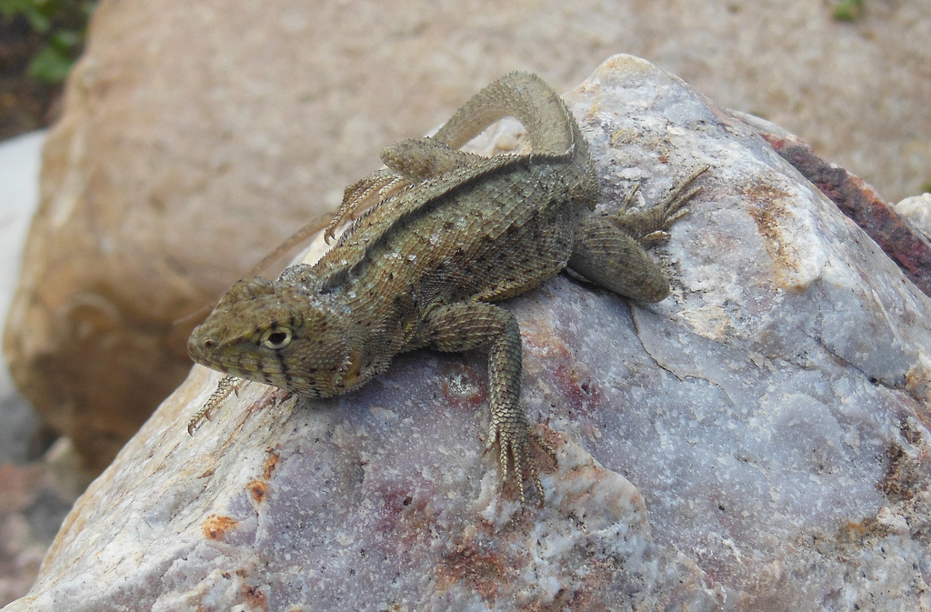Stolzmann's Pacific Iguana