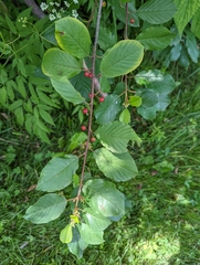 Frangula alnus