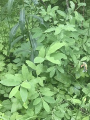 Lonicera villosa