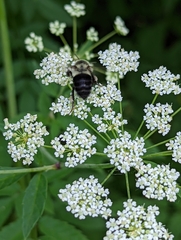 Bombus impatiens