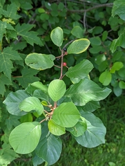 Frangula alnus