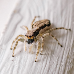 Menemerus bivittatus