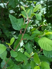 Frangula alnus