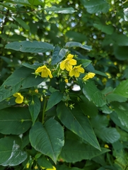 Lysimachia ciliata