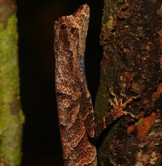 Anolis chrysolepis
