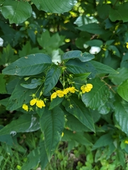 Lysimachia ciliata