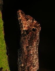 Anolis chrysolepis