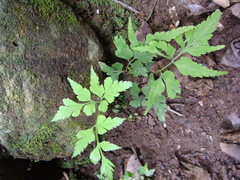 Asplenium pumilum