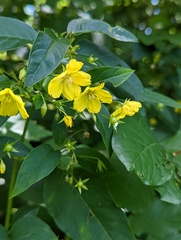 Lysimachia ciliata