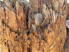 Phoneutria eickstedtae