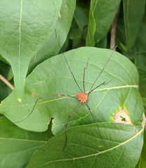 Leiobunum euserratipalpe