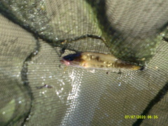 Micropterus treculii