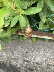 Cryptotympana facialis