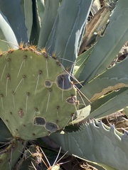 Phyllosticta concava