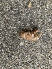 Cryptotympana facialis