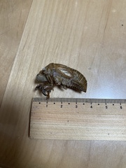 Cryptotympana facialis