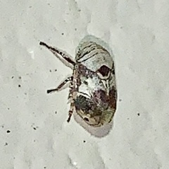 Clastoptera arizonana