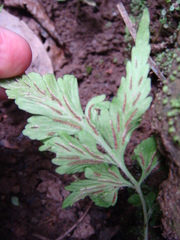 Asplenium pumilum