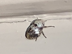 Clastoptera arizonana