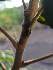 Discocephalinae