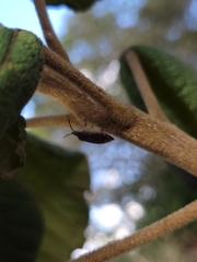 Discocephalinae