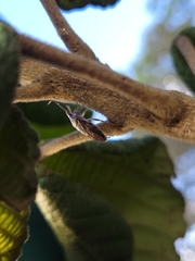 Discocephalinae