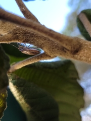 Discocephalinae