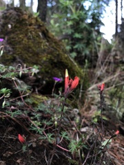 Castilleja integrifolia