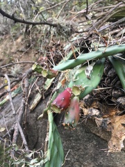 Opuntia anacantha
