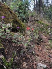 Castilleja integrifolia
