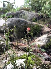 Castilleja integrifolia