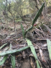 Opuntia anacantha