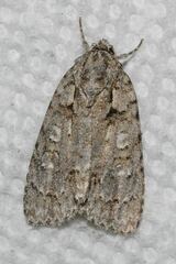 Acronicta modica