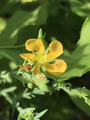 Hypericum drummondii
