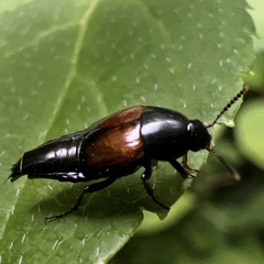 Tachinus fimbriatus