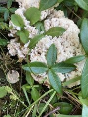 Sebacina sparassoidea