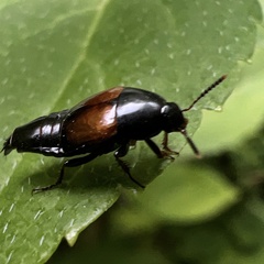 Tachinus fimbriatus