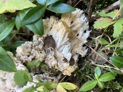 Sebacina sparassoidea