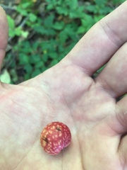 Amphibolips quercusjuglans