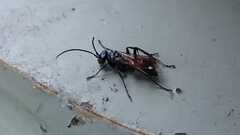 Caliadurgus fasciatellus