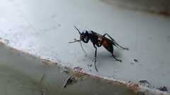 Caliadurgus fasciatellus