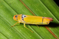 Poeciloscarta