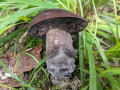Tylopilus alboater