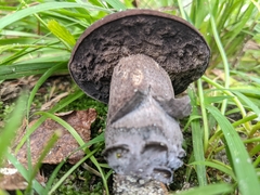 Tylopilus alboater