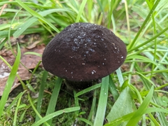 Tylopilus alboater